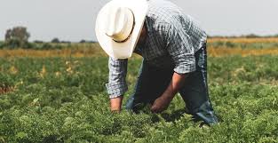 Κίνδυνοι, αγορές και κοινωνικές ανισότητες στον αγροτικό τομέα