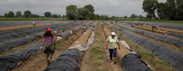 Η αγροτική πολιτική απέναντι στην ενεργειακή και κλιματική μετάβαση