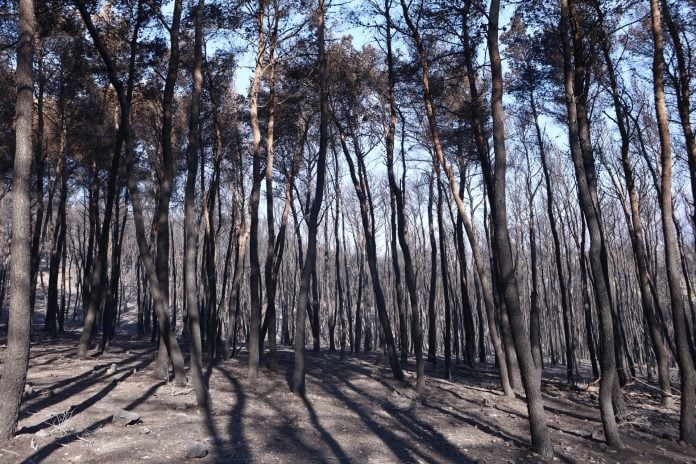 Η πυρκαγιά ως διοικητική κρίση και η αντιμετώπισή της